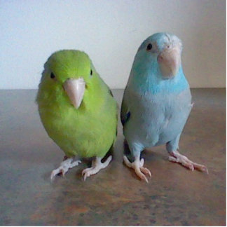 Parrotlet Skulptur Freistehende Fotoskulptur