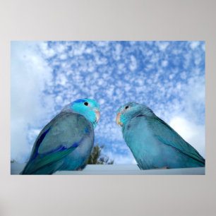 Parrotlets pazifisches blaues Parrotlet Poster