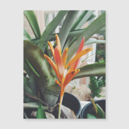 Parrots Beak Heliconia Perennial HerbMagnetic Card Magnetkarte