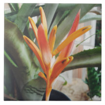 Parrot's Beak Heliconia Perennial Kraut