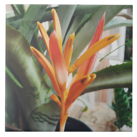 Parrot's Beak Heliconia Perennial Kraut Fliese (Vorderseite)