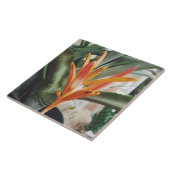 Parrot's Beak Heliconia Perennial Kraut Fliese (Seite)