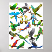 Parrots Galore Poster (Vorne)