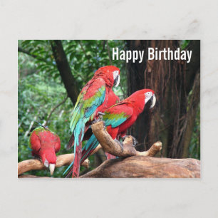 Parrots Happy Birthday Card Postkarte