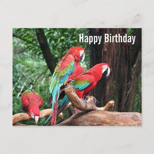 Parrots Happy Birthday Card Postkarte (Vorderseite)