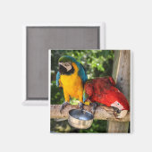Parrots Magnet (Vorderseite/Rückseite)