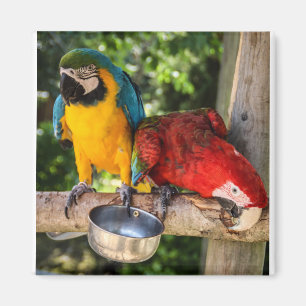 Parrots Magnet