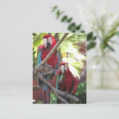 Parrots Postkarte (Stehend Vorderseite)