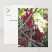 Parrots Postkarte (Vorne/Hinten)