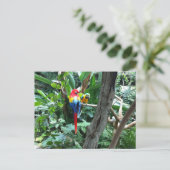 Parrots Postkarte (Stehend Vorderseite)