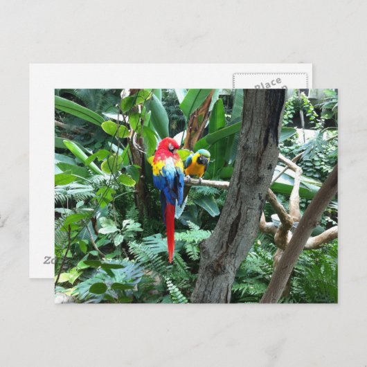 Parrots Postkarte (Vorne/Hinten)