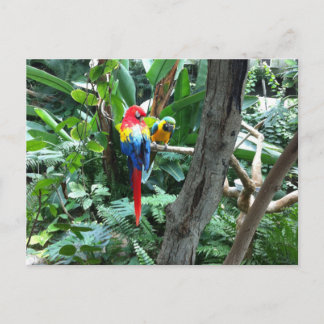 Parrots Postkarte