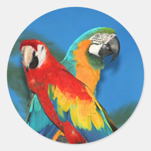 Parrots X Runder Aufkleber