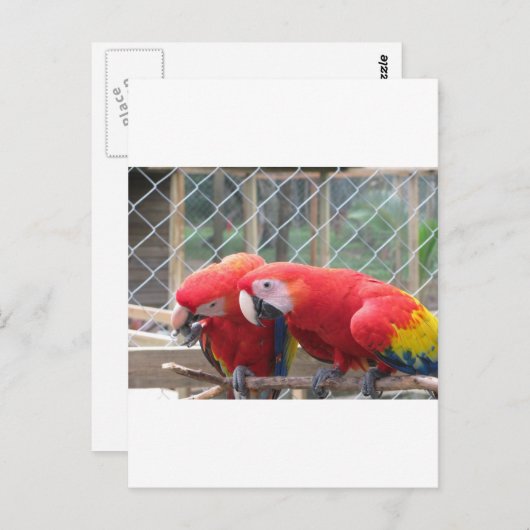 Parrott Postkarte (Vorne/Hinten)