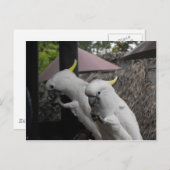 Parrott Postkarte (Vorne/Hinten)