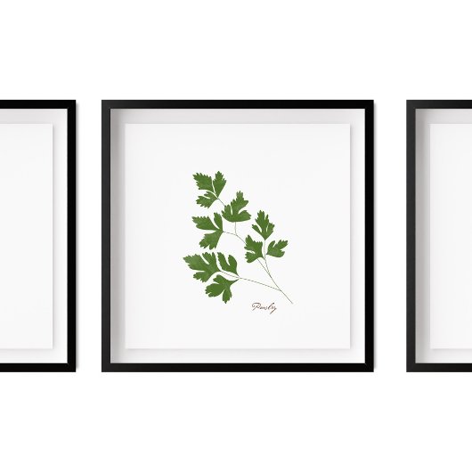 Parsley Illustration | Herbs Kitchen Wall Art Poster