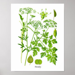 Parsley Kitchen Herb Botanische Wanddekor Poster