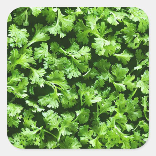 Parsley Quadratischer Aufkleber (Vorderseite)