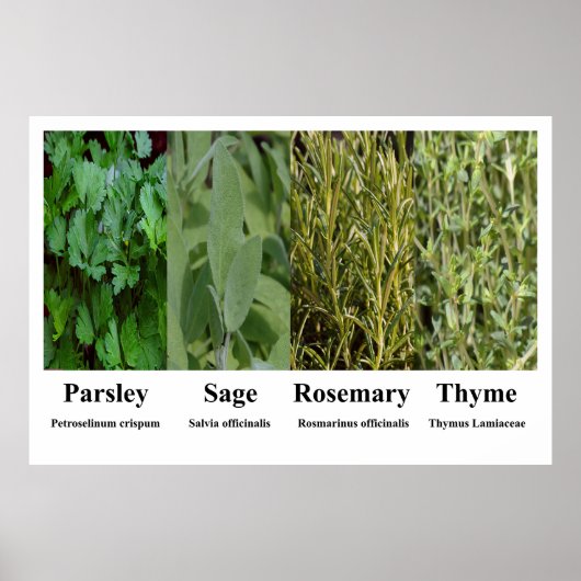 Parsley Sage Rosemary Thyme Herbs Spices Poster (Vorne)