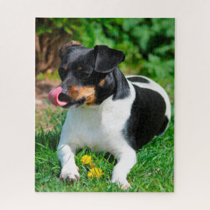 Parson Russell Terrier. Puzzle