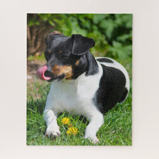 Parson Russell Terrier. Puzzle (Vertikal)