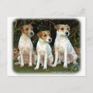 Parson Russell Terriers 9T016D-332 Postkarte
