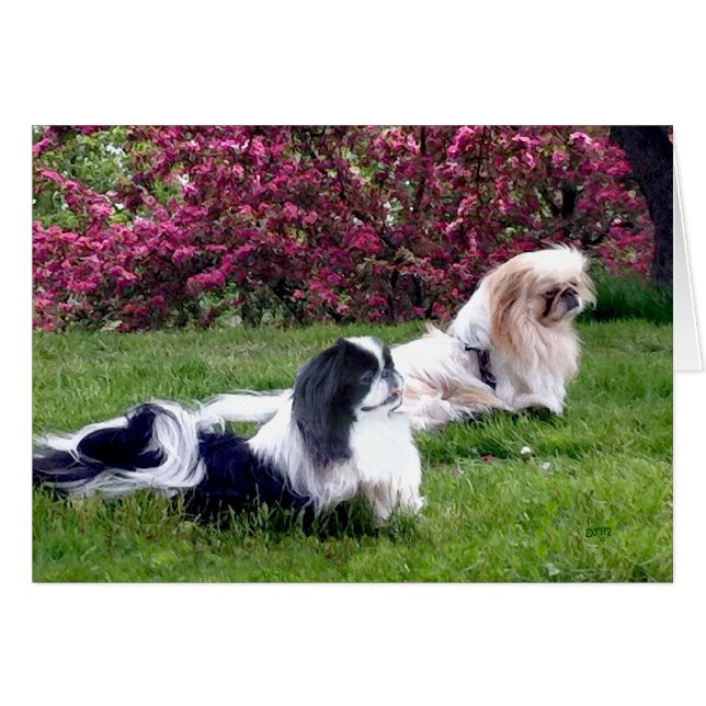Parti-Color Pekingese Hunde (Vorderseite (Horizontal))