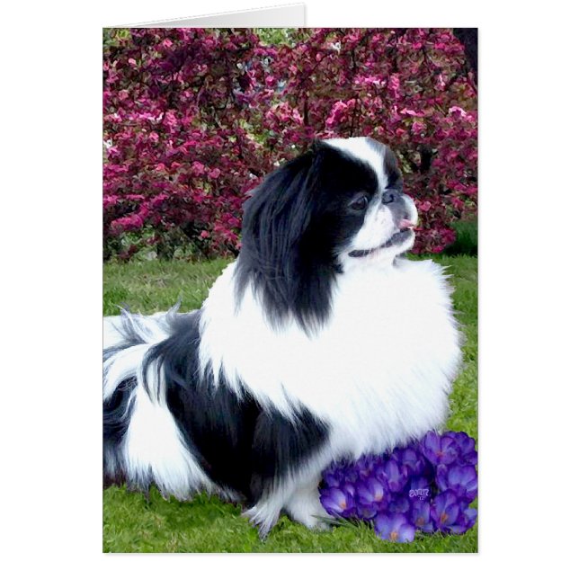Parti-Color Pekingese Hunde (Vorne)