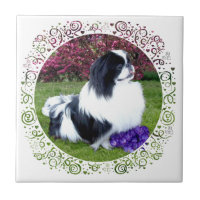 Parti-Color Pekingese Hunde