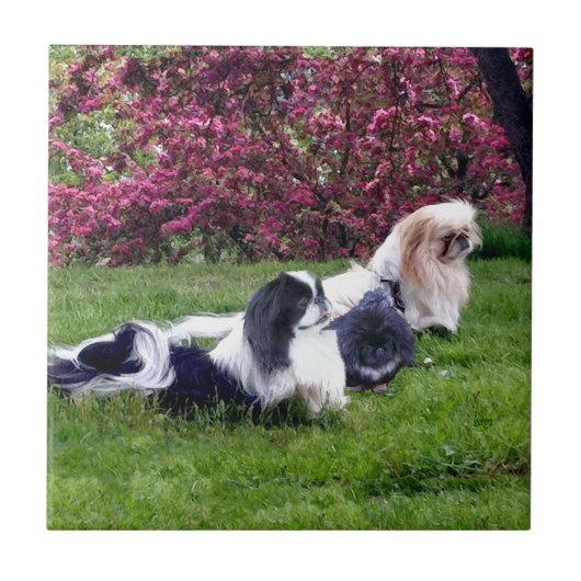 Parti-Color Pekingese Hunde Fliese (Vorderseite)