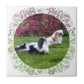 Parti-Color Pekingese Hunde Fliese (Vorderseite)