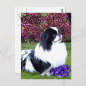 Parti-Color Pekingese Hunde Postkarte (Vorne/Hinten)
