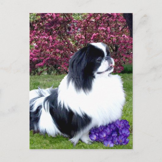 Parti-Color Pekingese Hunde Postkarte (Vorderseite)