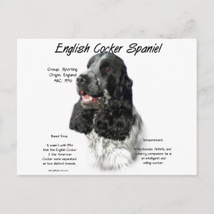 Parti English Cocker Spanische Geschichte Postkarte
