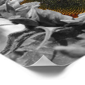 Partielle Blume der Sonnenblume Poster (Ecke)
