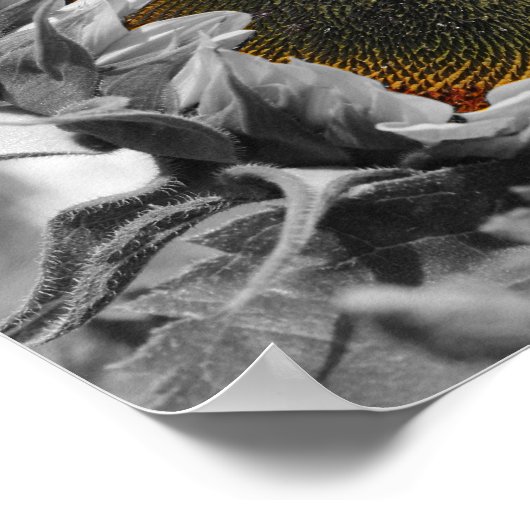 Partielle Blume der Sonnenblume Poster (Ecke)
