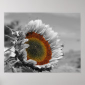 Partielle Blume der Sonnenblume Poster (Vorne)