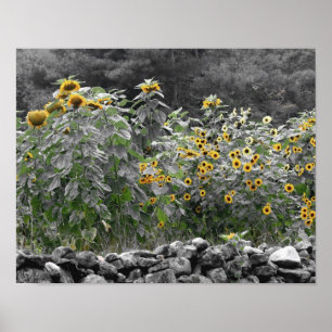 Partielle Blume des Sonnenblumengartens Poster