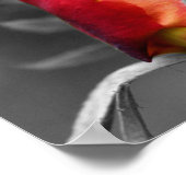 Partielle rote Rosenknospe Poster (Ecke)