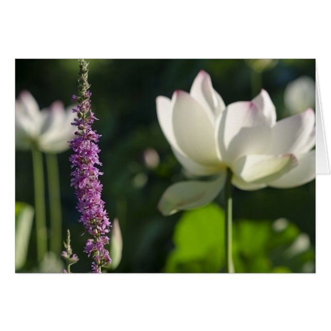 Partner (Vorderseite (Horizontal))