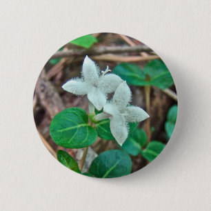Partridge Berry Wildblume Button