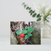 Partridge Berry Wildblume Postkarte (Stehend Vorderseite)