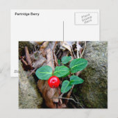 Partridge Berry Wildblume Postkarte (Vorne/Hinten)