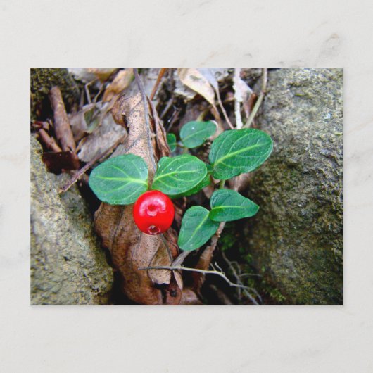 Partridge Berry Wildblume Postkarte (Vorderseite)