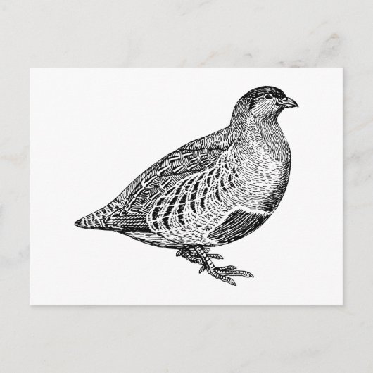 Partridge Bird Art Postkarte (Vorderseite)
