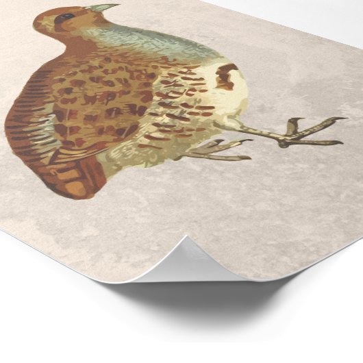 Partridge Bird Illustration Poster (Ecke)