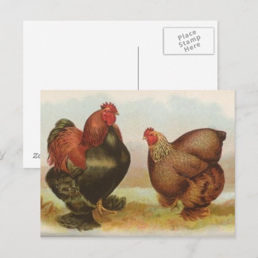 Partridge Cochins Postkarte (Vorne/Hinten)