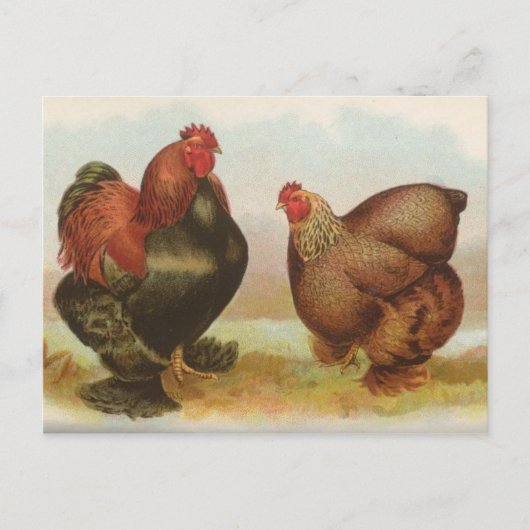 Partridge Cochins Postkarte (Vorderseite)