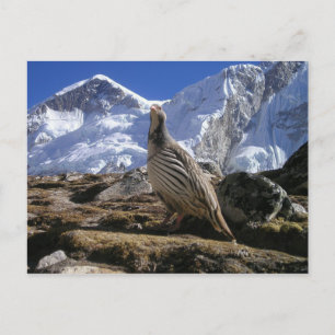 Partridge in Himalayas Postkarte