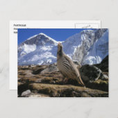 Partridge in Himalayas Postkarte (Vorne/Hinten)